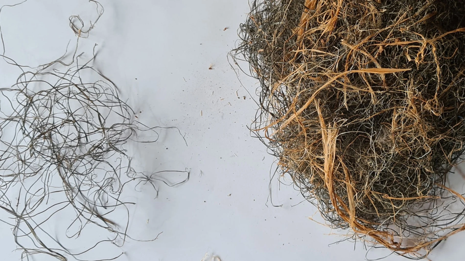 Un estudio en aves de espacios agrícolas demuestra que más del 70% de sus nidos contienen residuos plásticos UV 07/06/2024