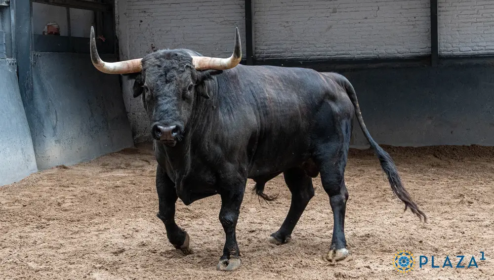 2º, "Tonoso II", nº 7