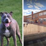 Imagen de un perro de raza pitbull y otra imagen del CEIP La Fuente de Nambroca (Toledo)