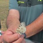 Una de las mariposas, en el momento de ser puesta en libertad