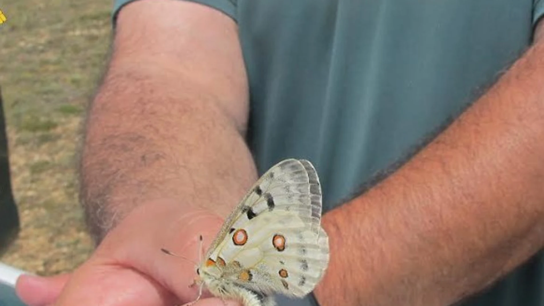 Una de las mariposas, en el momento de ser puesta en libertad