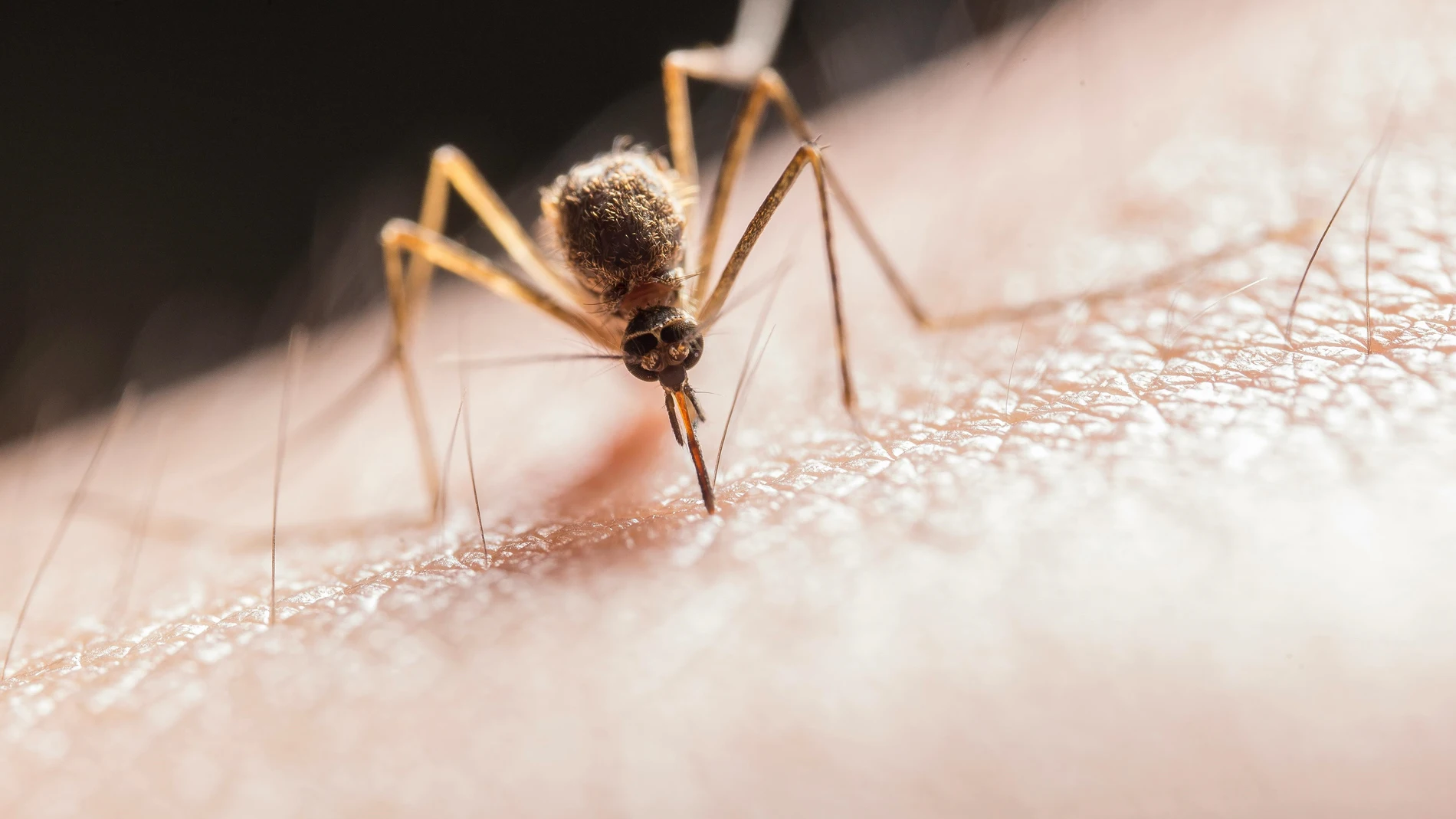 La Junta avisa de que ha detectado circulación del Virus del Nilo en los municipios sevillanos de La Puebla del Río y Villamanrique de la Condesa. JUNTA DE ANDALUCIA 14/06/2024