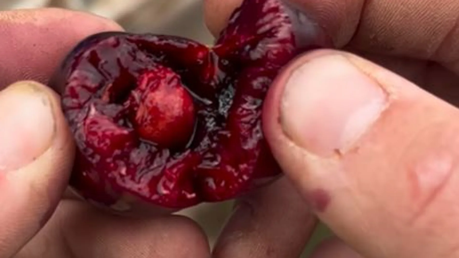 Cereza con larvas de la mosca de la fruta
