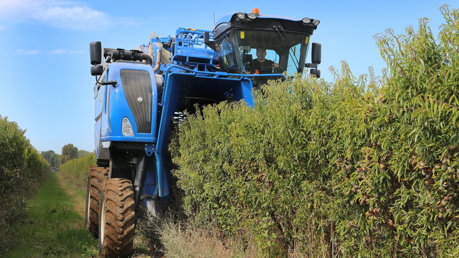 Un agricultor recolecta en un campo de la Comunidad