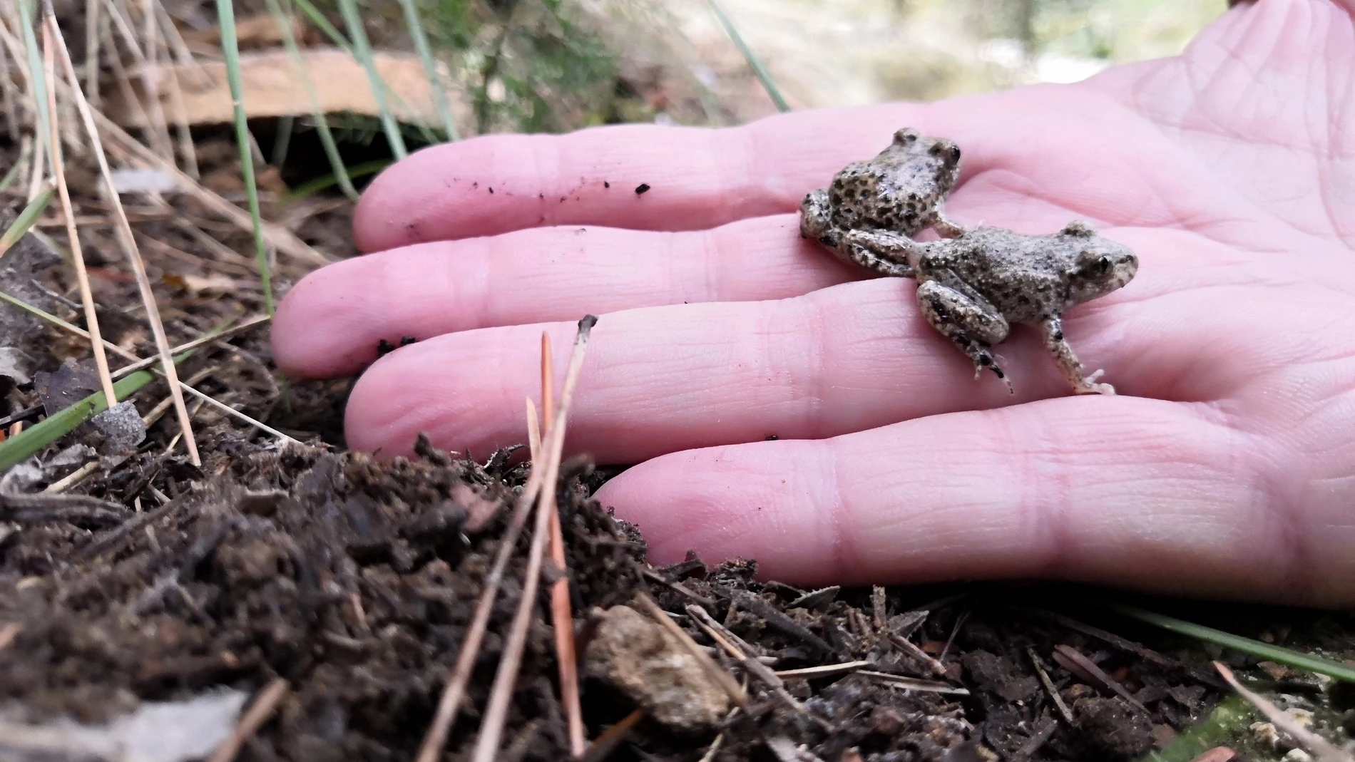Un técnico de Medio Ambiente muestra dos larvas de sapo partero bético en su mano