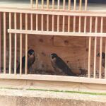 Tres nuevos halcones mantendrán controlada la población de palomas en el casco urbano