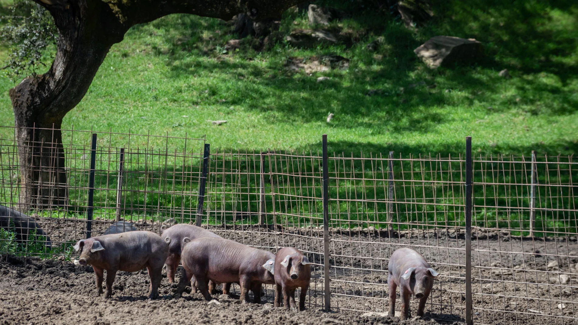 Cerdos de raza ibérica pura en la Finca Morianillo de la empresa Jierrito Alto en Jerez de los Caballeros,