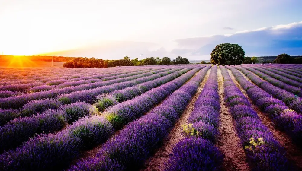 Campos de lavanda en Brihuega (Guadalajara)