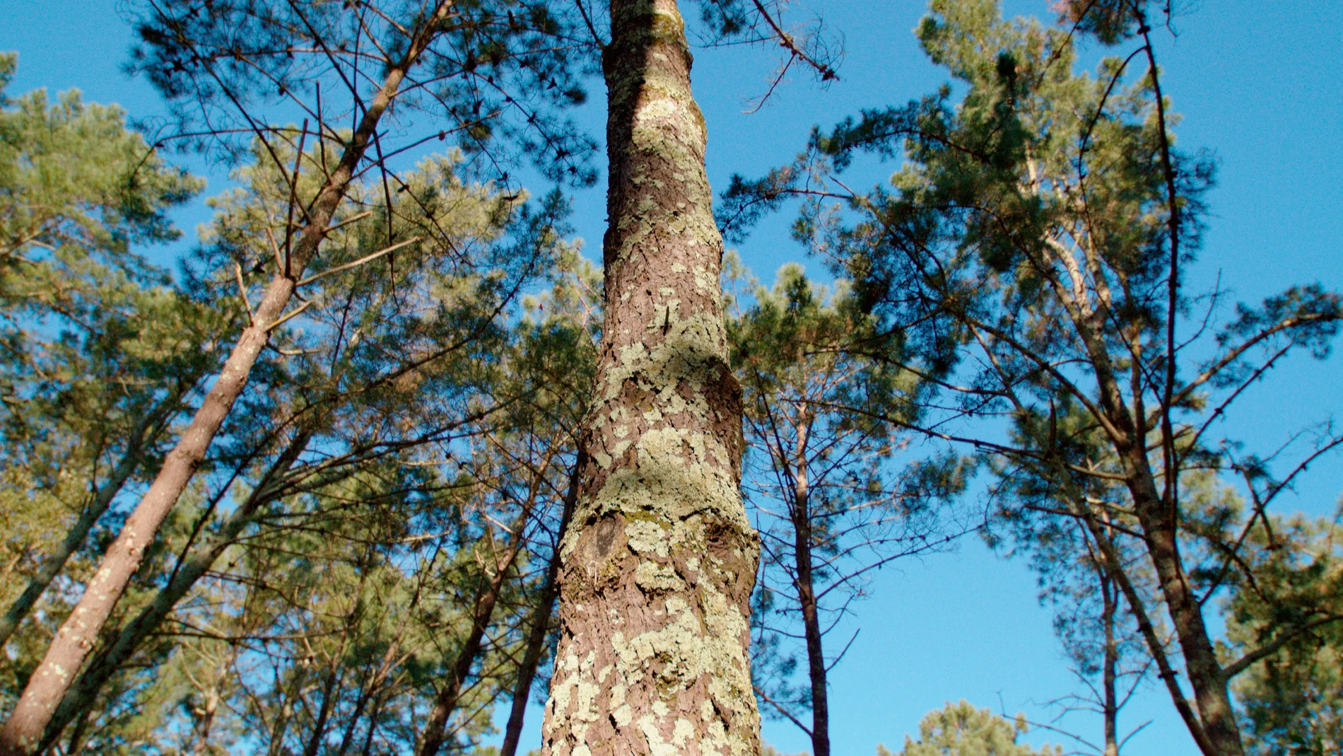 Uno de los árboles del "bosque Naturgy"