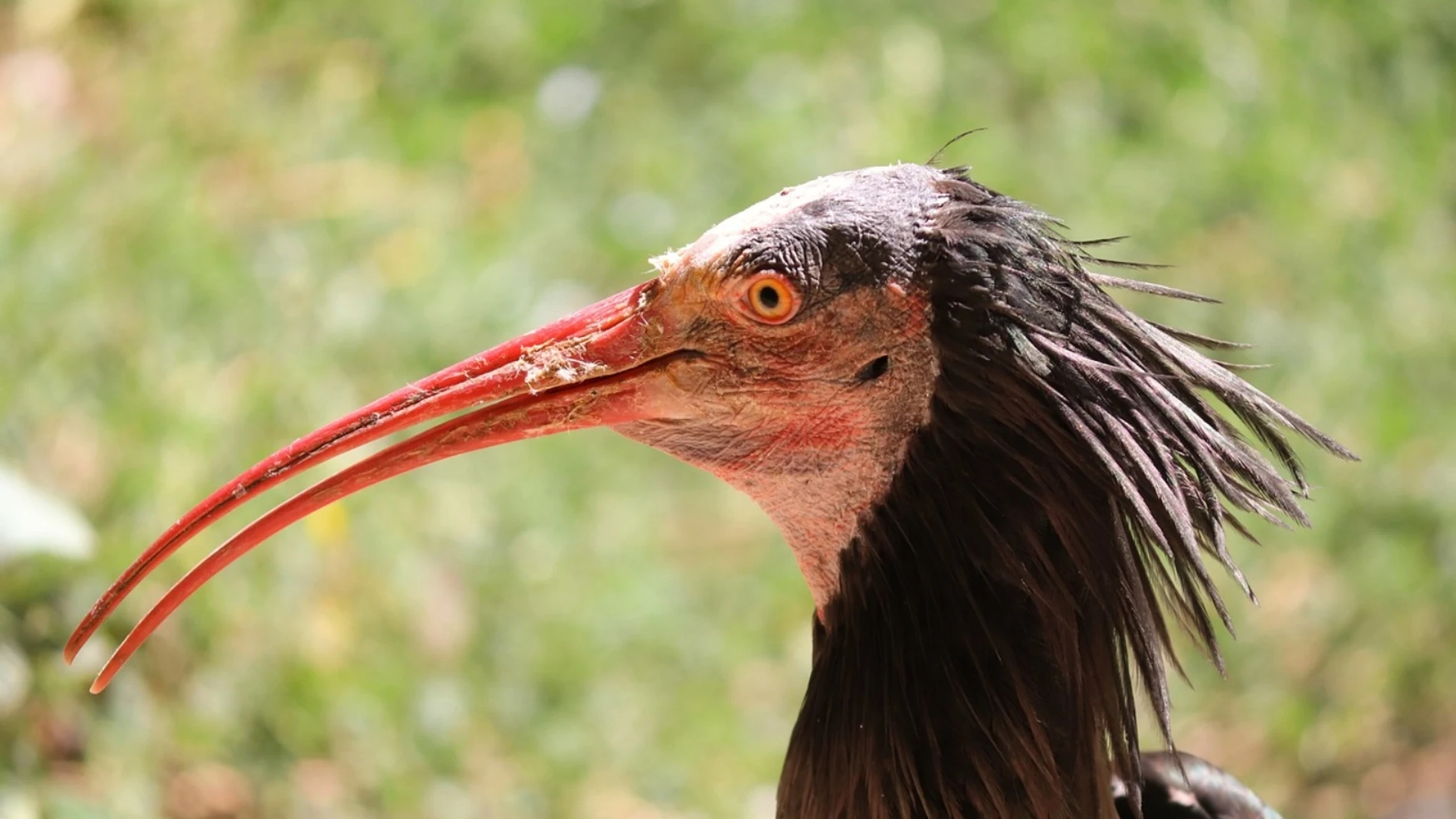 Estos son los animales más raros que te puedes encontrar si vives en España