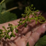 Viñedos afectados por la granizada