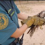 Una de las aves rescatadas