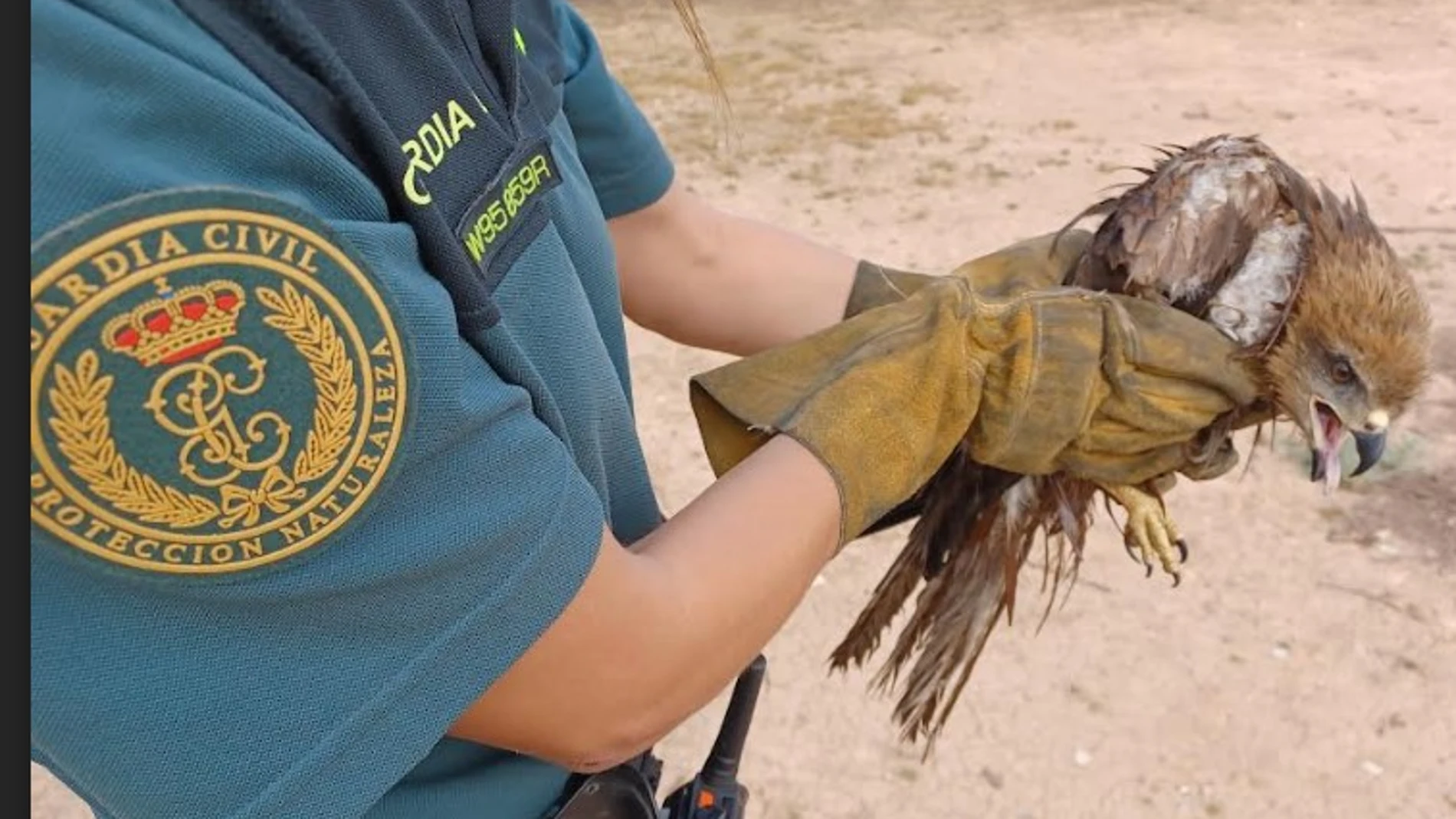 Una de las aves rescatadas