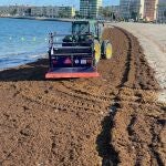 Cádiz.-El Ayuntamiento de La Línea retira 23 toneladas de algas invasoras en tan solo dos días en el litoral de Poniente