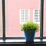 Plantas que debes tener en tu casa para mantener alejadas a las moscas este verano