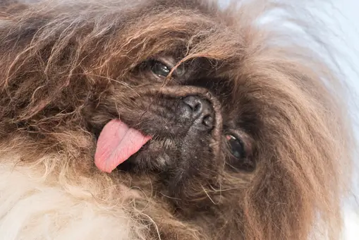Un pekinés se ha coronado en California como Un pekinés se ha coronado en California como