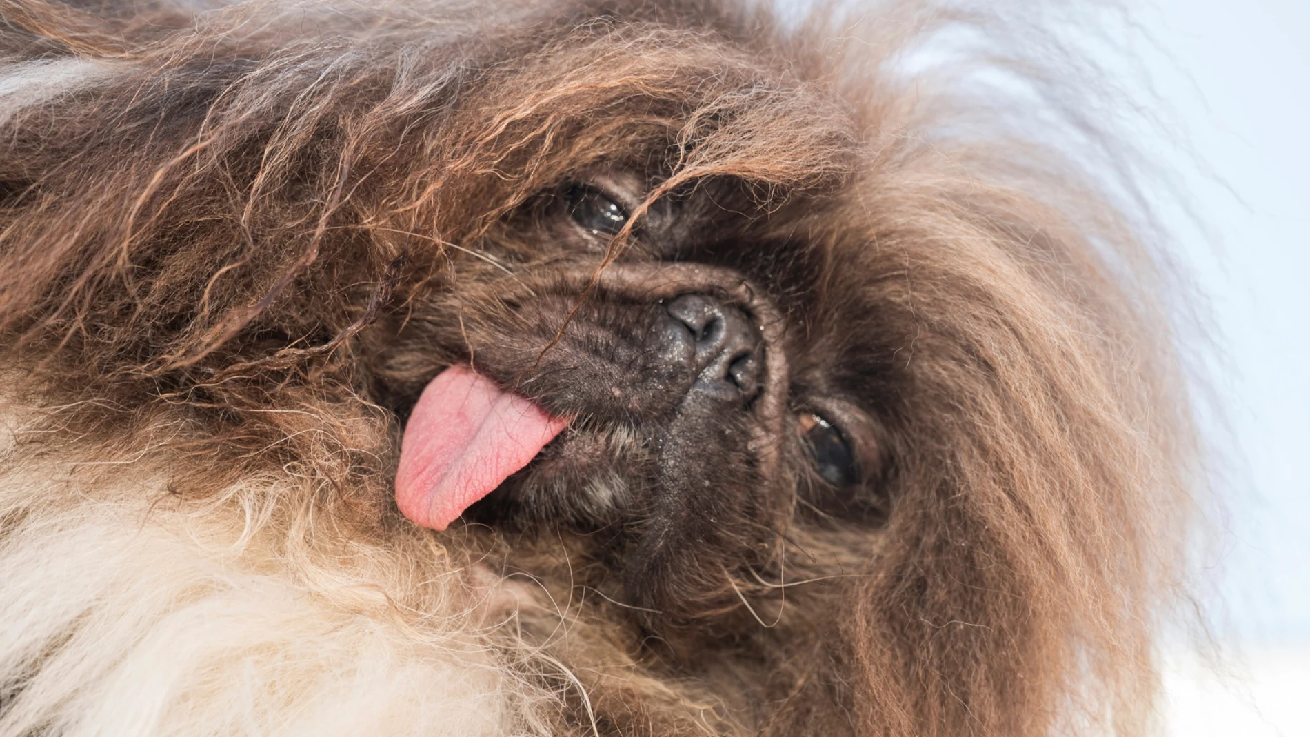 Un pekinés se ha coronado en California como "el perro más feo del mundo"
