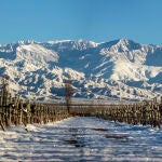 Viñedos de la Bodega Luigi Bosca al pie de los Andes