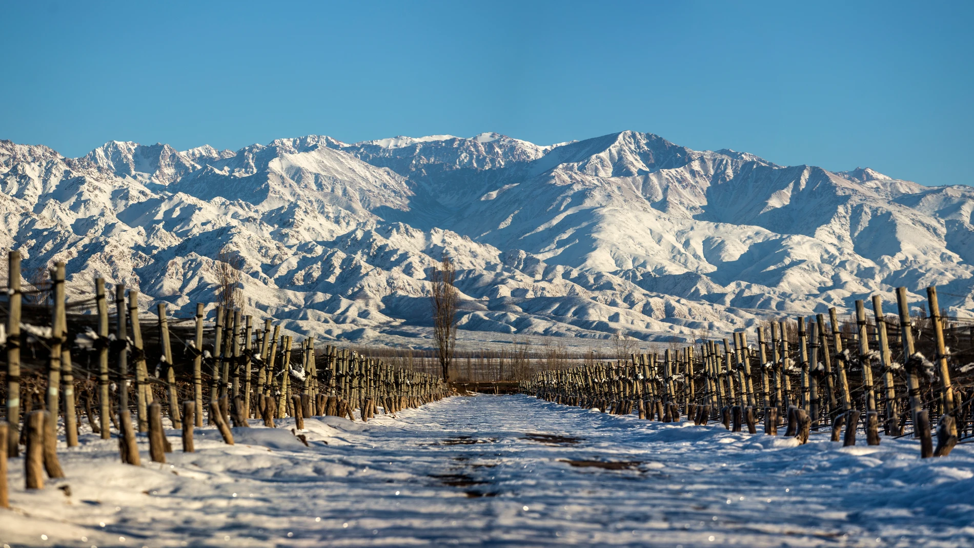 Viñedos de la Bodega Luigi Bosca al pie de los Andes