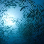 Banco de peces