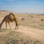 La vida en Kuwait tiende a ser complicada por temperaturas que superan los cincuenta grados, y los habitantes de esta ciudad buscan refugio constante por la imposibilidad de salir a la calle ni estar en la sombra