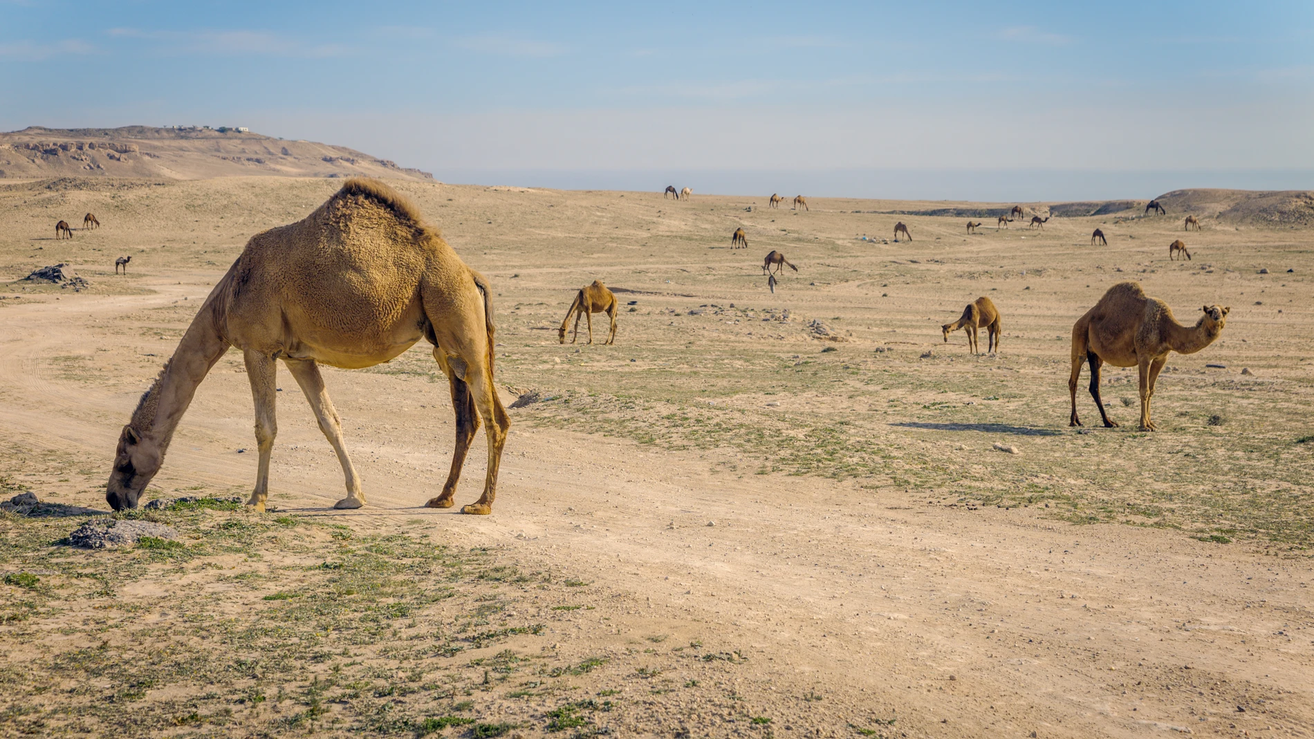 La vida en Kuwait tiende a ser complicada por temperaturas que superan los cincuenta grados, y los habitantes de esta ciudad buscan refugio constante por la imposibilidad de salir a la calle ni estar en la sombra