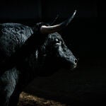 Estos son los novillos de Antonio López Gibaja para la nocturna de hoy en Madrid