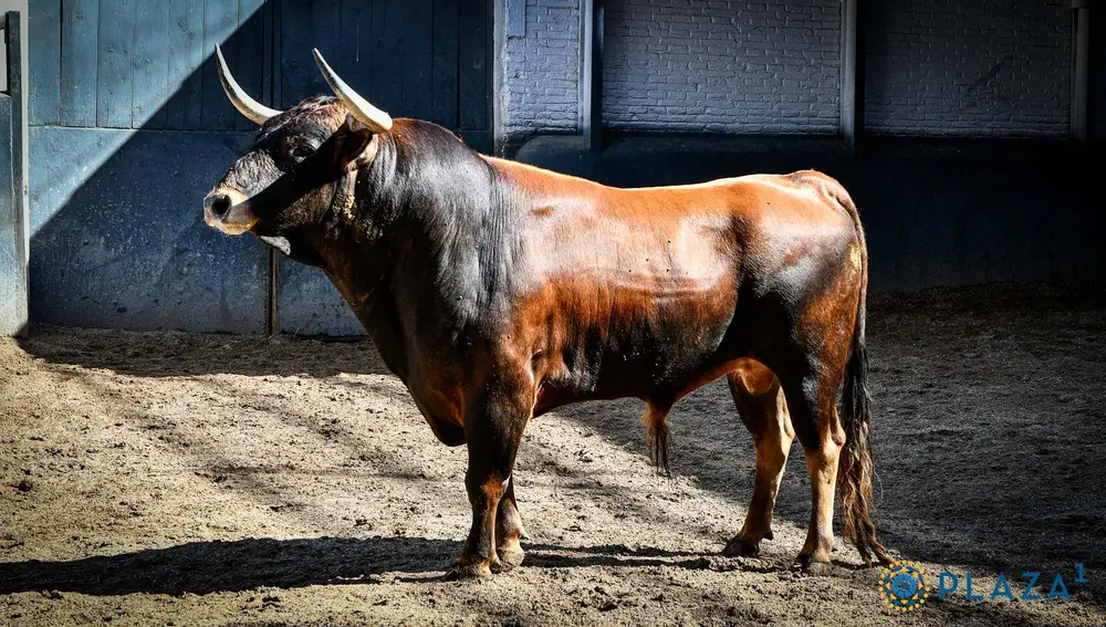 1º, "Zarzarroso", nº 71