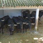 Estos son los serios novillos de Ganadería de Pincha que abren los sanfermines