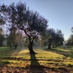 Imagen de archivo de un olivar