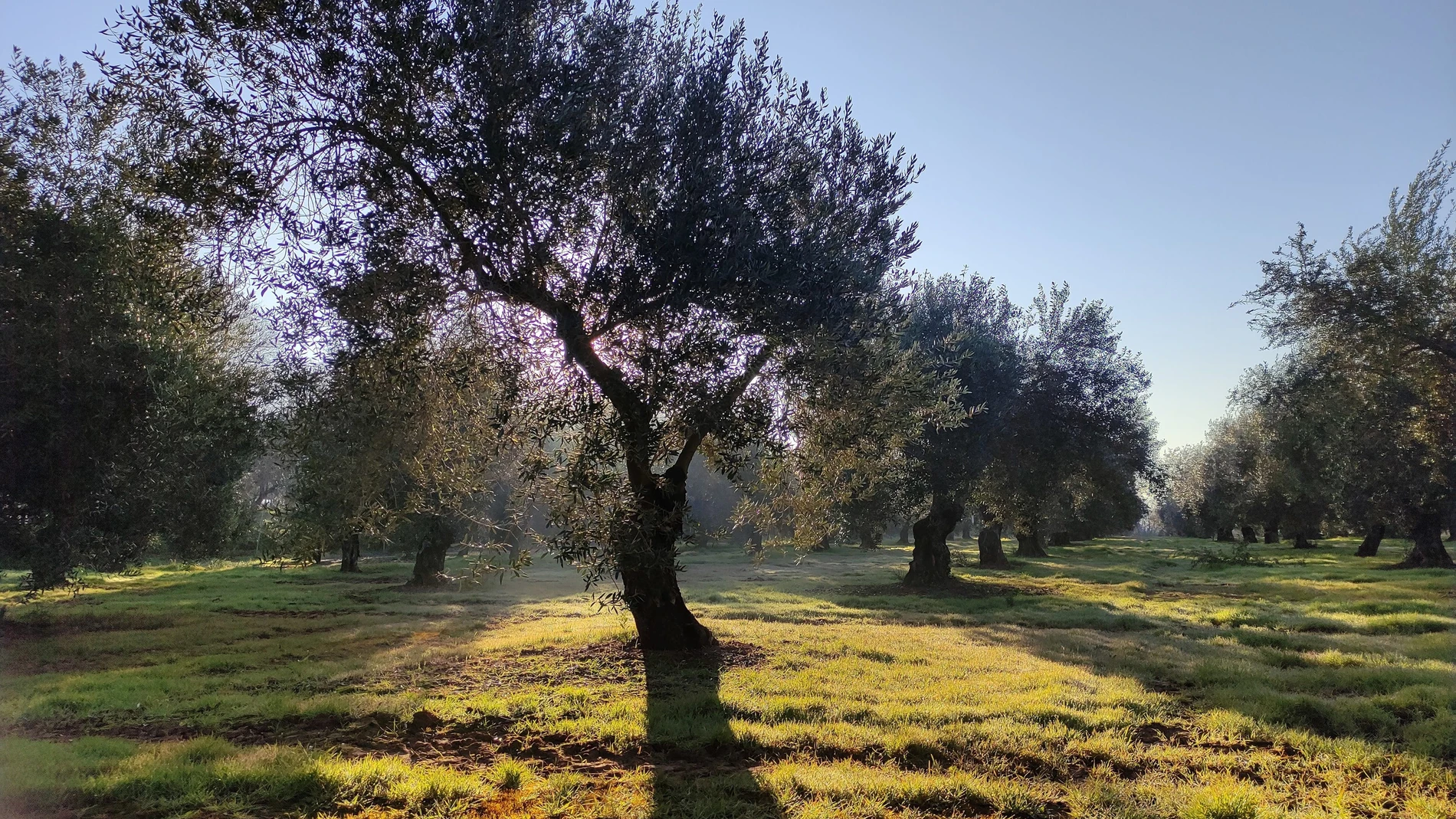 Imagen de archivo de un olivar