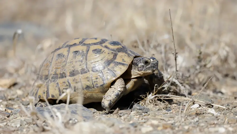 Medio Ambiente pone en marcha el Plan de Conservación de la Tortuga Mora con su exposición en Portal de la Transparencia