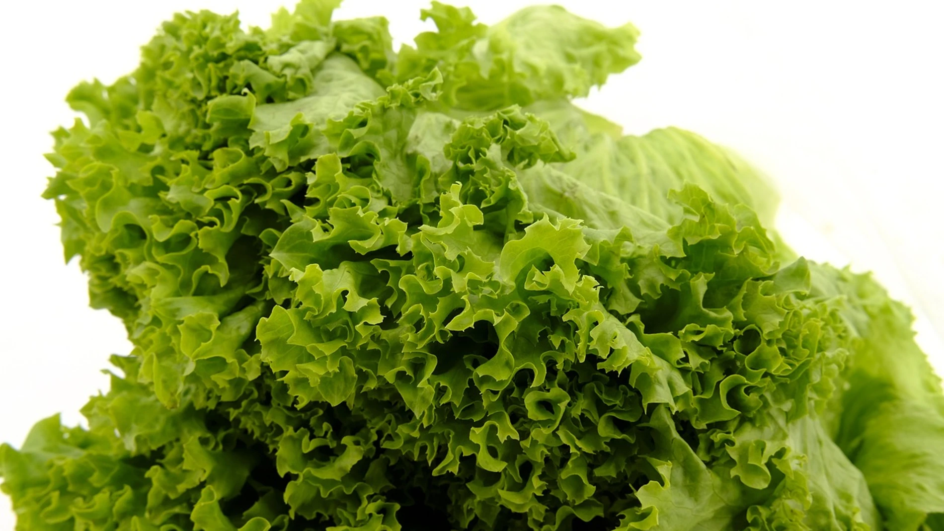 Conservar la lechuga en buen estado en la nevera puede ser todo un desafío