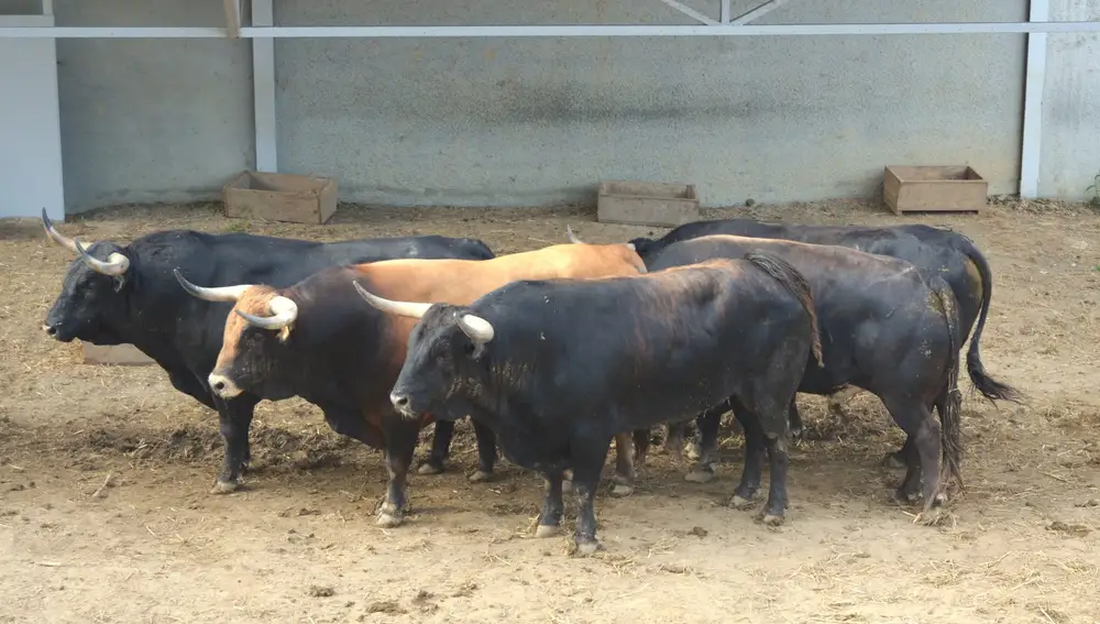Toros de La Palmosilla en los corrales del gas