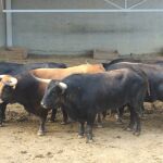 Toros de La Palmosilla en los corrales del gas
