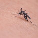 No todos los mosquitos pican