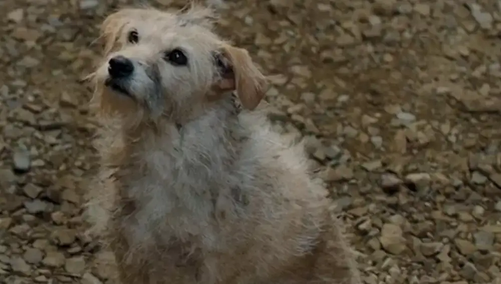 El perro que ha cautivado a George R.R. Martin