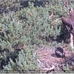 Activada la cámara en directo de la vida del buitre negro en la sierra de Guadarrama