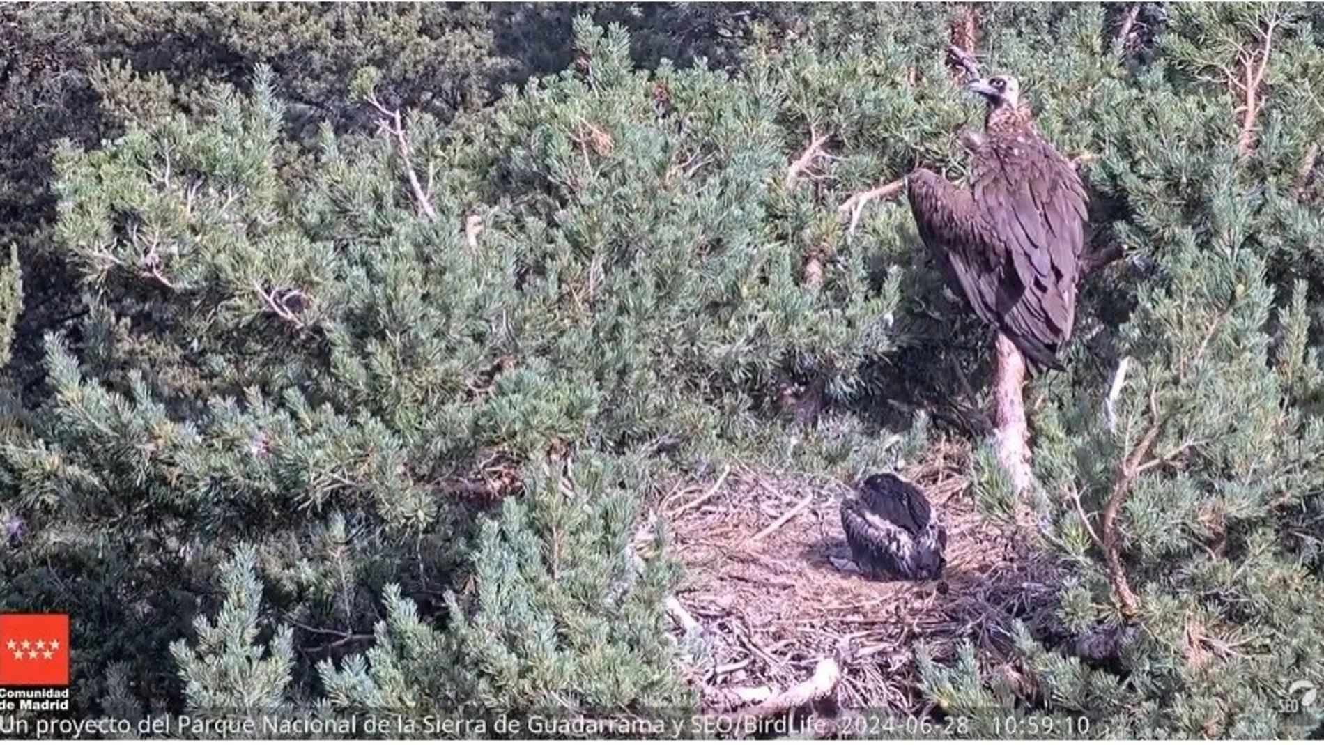 Activada la cámara en directo de la vida del buitre negro en la sierra de GuadarramaSEO/BIRDLIFE08/07/2024