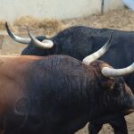 Los toros de Victoriano del Río, listos para la corrida de esta tarde (orden de lidia)