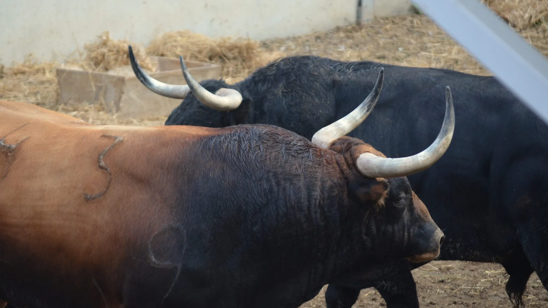 Los toros de Victoriano del Río, listos para la corrida de esta tarde (orden de lidia)