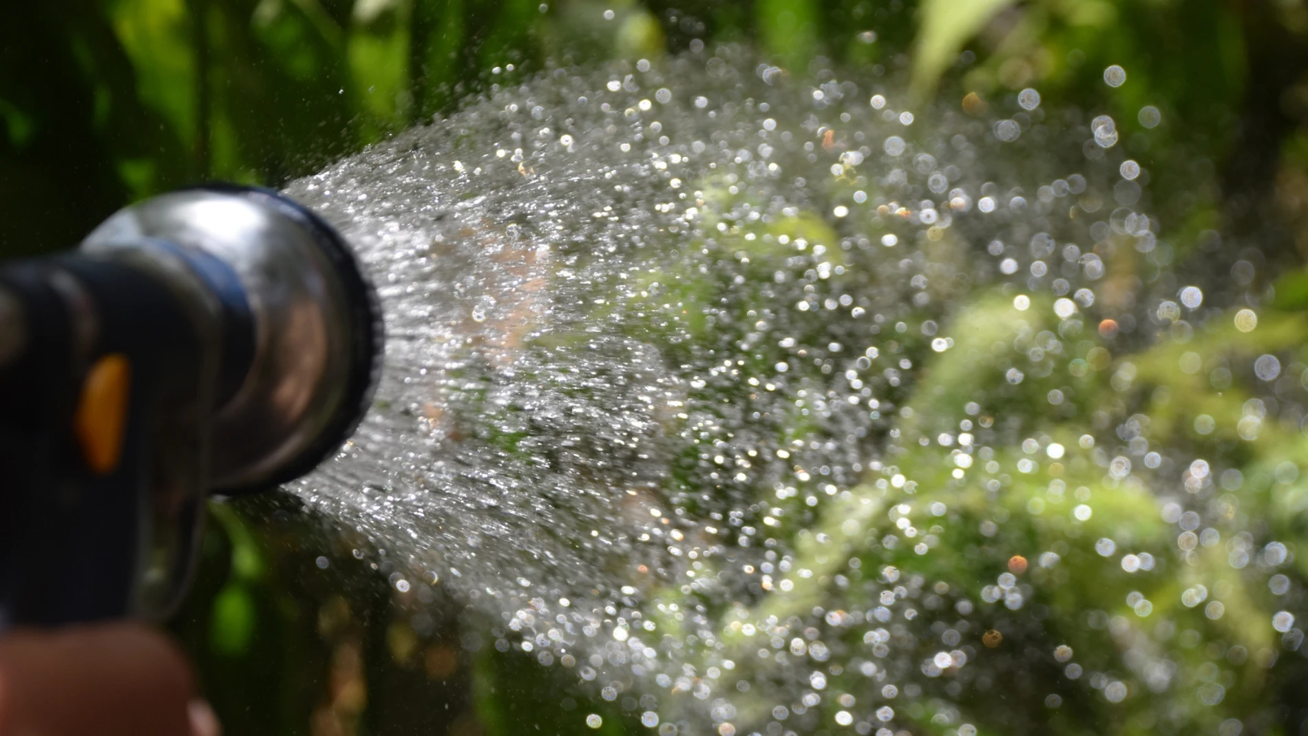 La mejor hora para regar las plantas en verano: claves para mantenerlas saludables