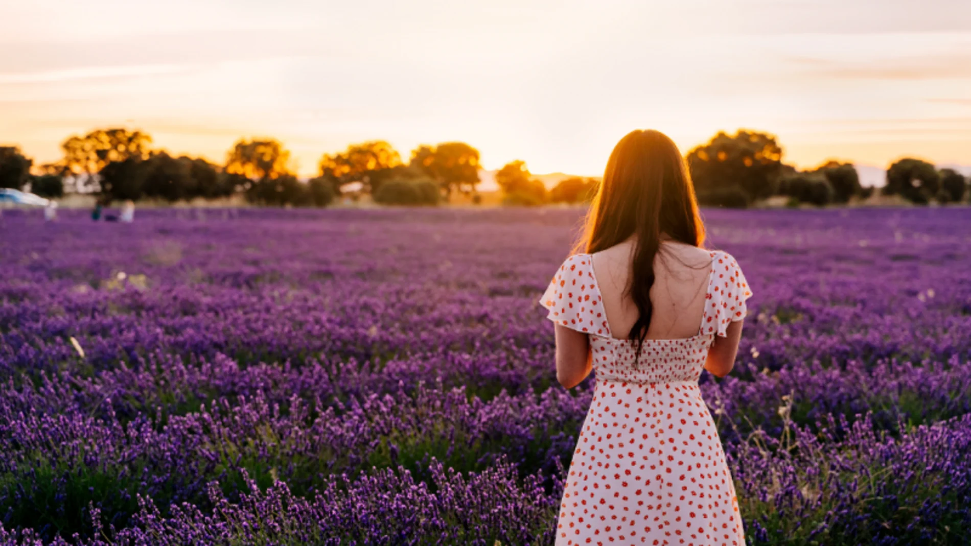 Campos de Lavanda de Tiedra