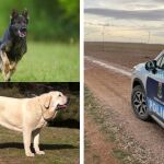 Dos perros de grandes dimensiones atacan a un corredor y termina en el hospital en Albacete