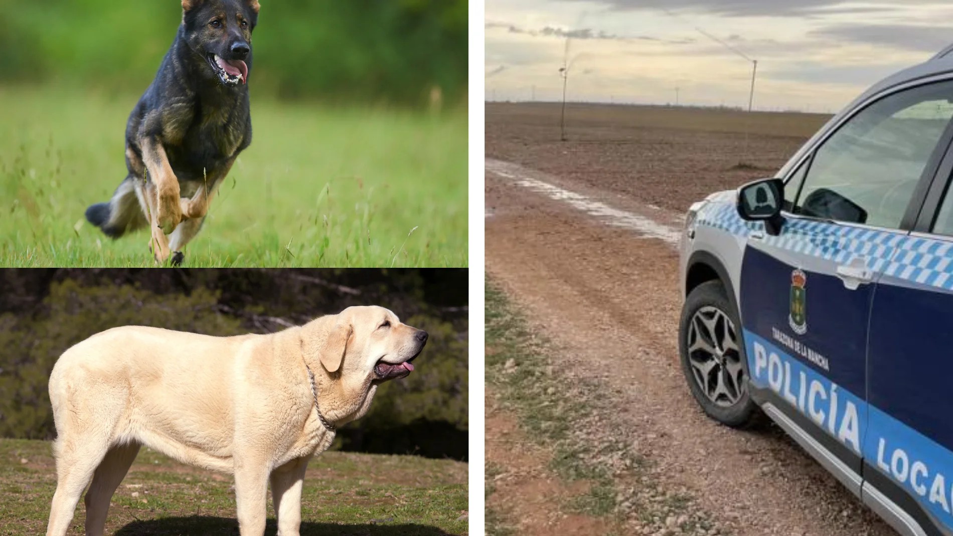 Dos perros de grandes dimensiones atacan a un corredor y termina en el hospital en Albacete