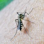 El virus del Nilo sigue afectando en la ribera del Guadalquivir 
