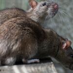 Ratas