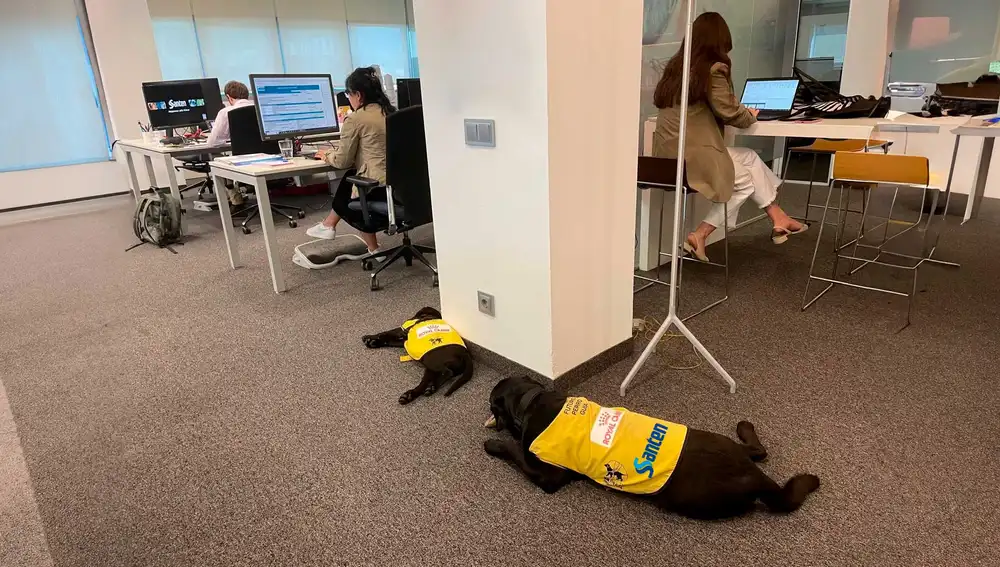 Con el asesoramiento de la Fundación ONCE Perro Guía los preparan para su futuro trabajo y lo hacen en un entorno laboral que facilita su socialización