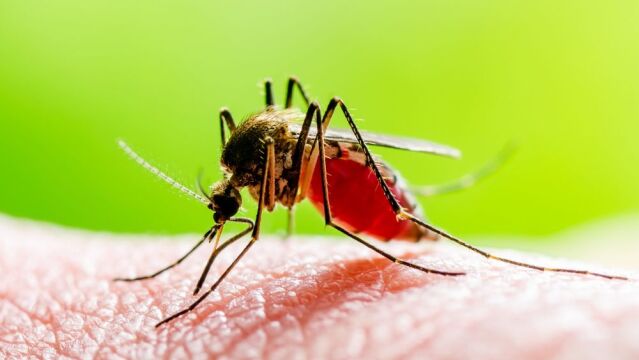 Mosquito Culex, portador del virus del Nilo