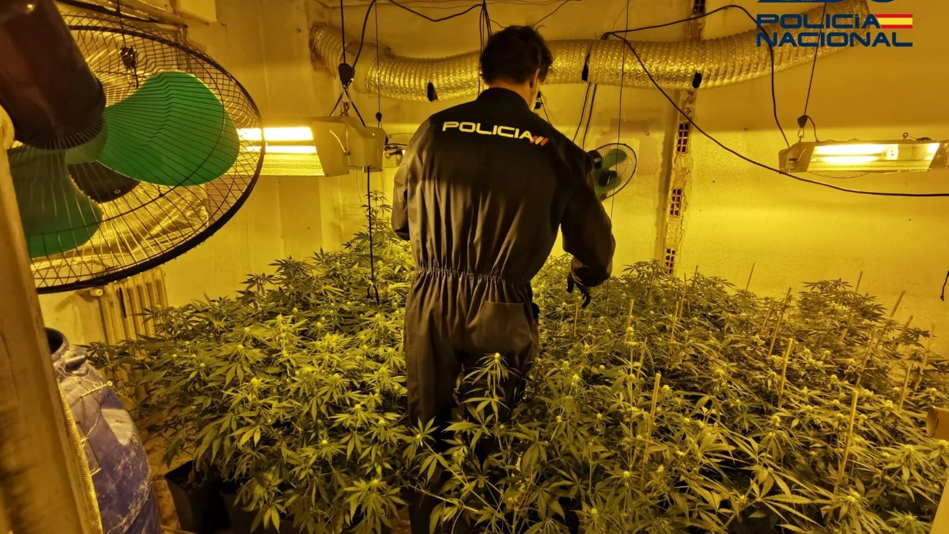 La Policía Nacional encuentra dos plantaciones "indoor" de marihuana en Albacete